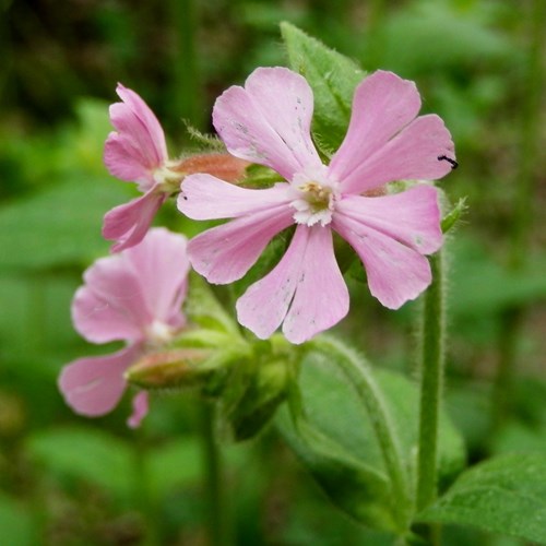 Silene dioica [L.]su guida naturalistica di RikenMon