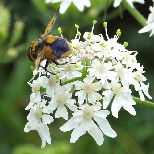 Phasia aurigera [L.]En la Guía-Naturaleza de RikenMon