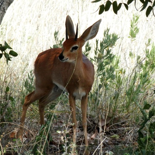 Raphicère ChampêtreSur le Nature-Guide de RikenMon