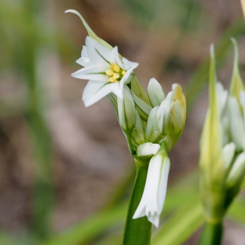 Allium triquetrum [L.]在RikenMon的自然指南