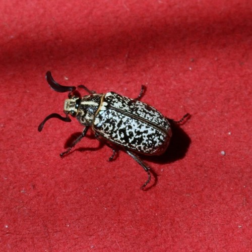 Maggiolino dei pinisu guida naturalistica di RikenMon