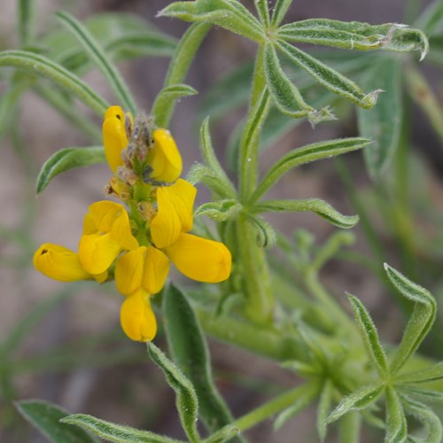 Yellow lupinon RikenMon's Nature-Guide