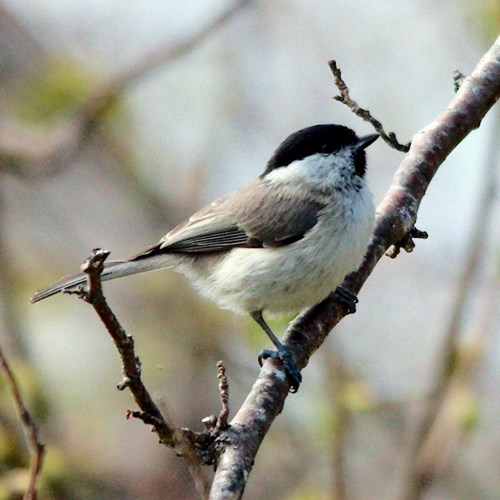 Mésange boréaleSur le Nature-Guide de RikenMon