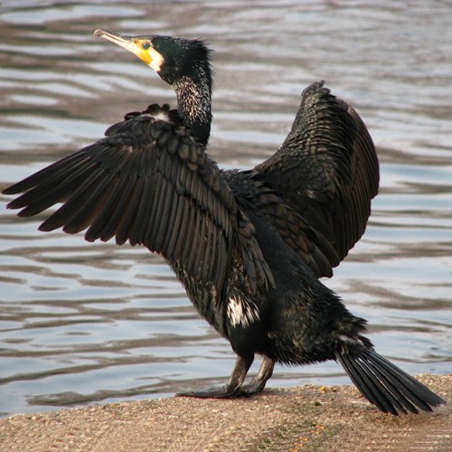 Phalacrocorax carbo [L.]Em Nature-Guide de RikenMon