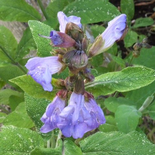 Salvia comunesu guida naturalistica di RikenMon