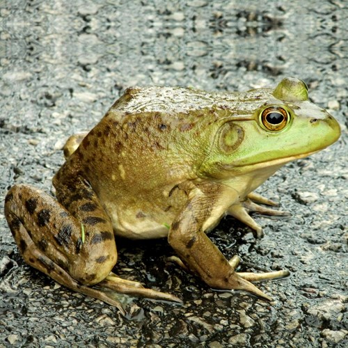 Rana toroEn la Guía-Naturaleza de RikenMon