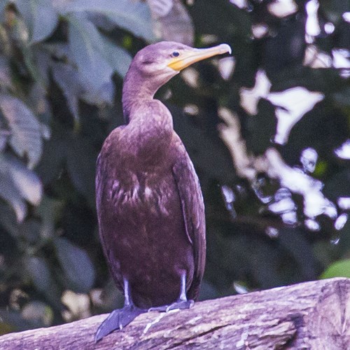 Cormorán biguáEn la Guía-Naturaleza de RikenMon