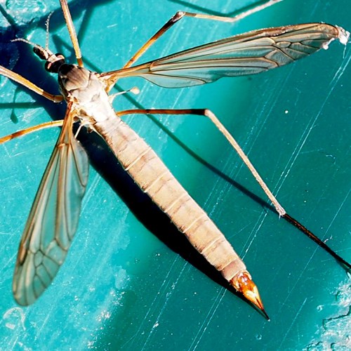 Tipula oleracea [L.]在RikenMon的自然指南