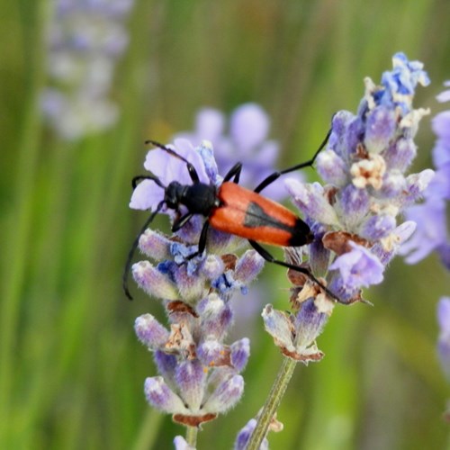 Stictoleptura cordigera [L.]在RikenMon的自然指南