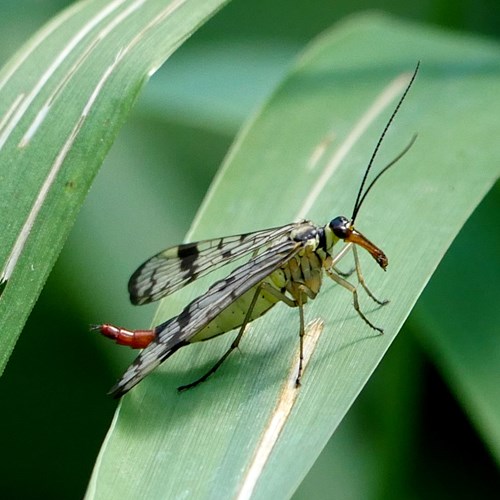 Mosca scorpionesu guida naturalistica di RikenMon