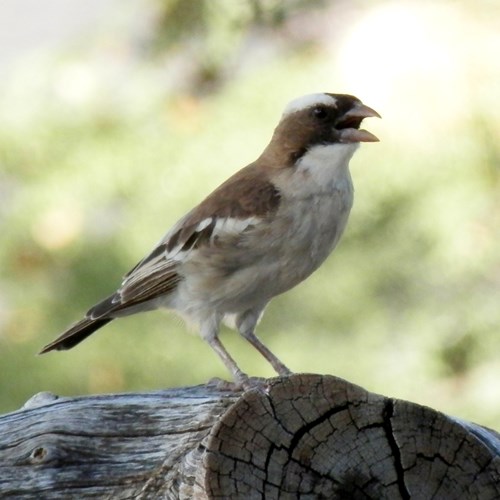 Tejedor-gorrión cejiblancoEn la Guía-Naturaleza de RikenMon