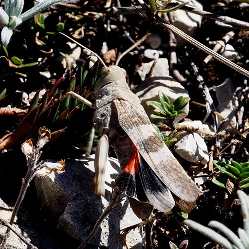 Criquet à ailes rougesSur le Nature-Guide de RikenMon