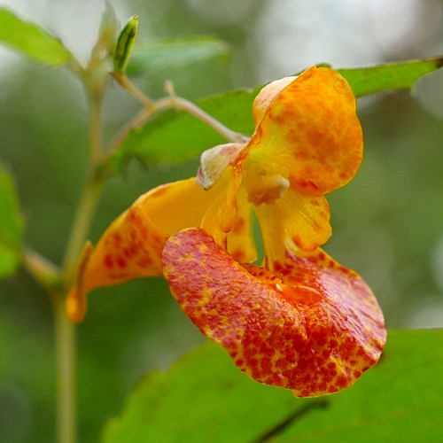 Impatiens capensis [L.]在RikenMon的自然指南