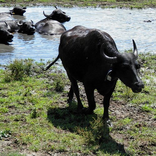 Waterbuffelop RikenMon's Natuurgids