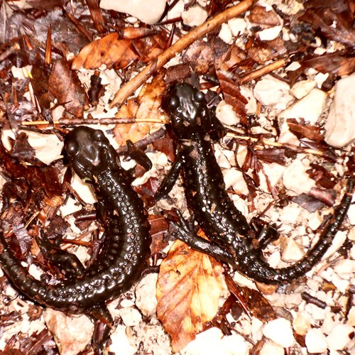 Salamandra atra [L.]在RikenMon的自然指南