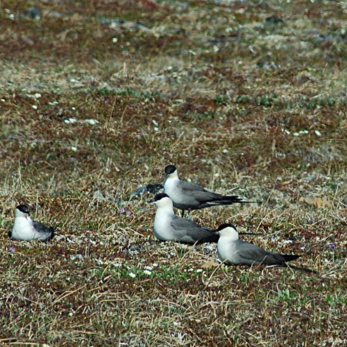 Long-tailed jaegeron RikenMon's Nature-Guide