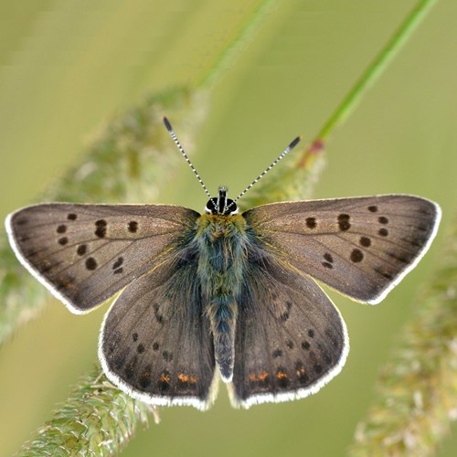 Bruine vuurvlinderop RikenMon's Natuurgids