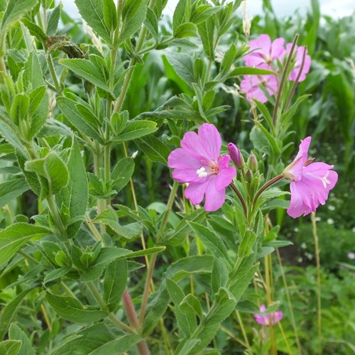 Epilobio maggioresu guida naturalistica di RikenMon