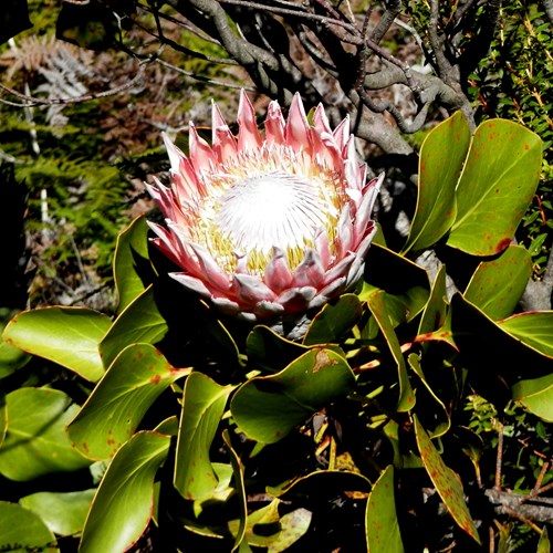 Protea cynaroides [L.]su guida naturalistica di RikenMon