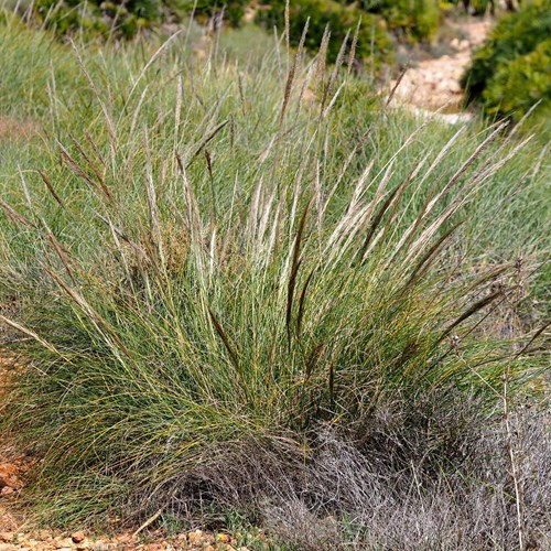 Stipa tenacissima [L.]在RikenMon的自然指南