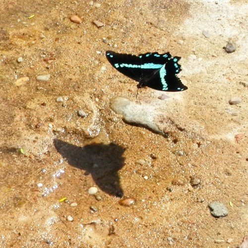 Papilio nireus [L.]在RikenMon的自然指南