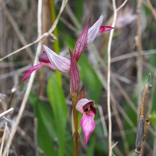 Tongue-orchidon RikenMon's Nature-Guide