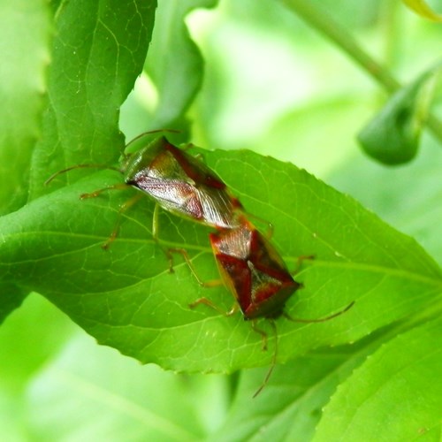 Acanthosoma haemorrhoidale [L.]在RikenMon的自然指南