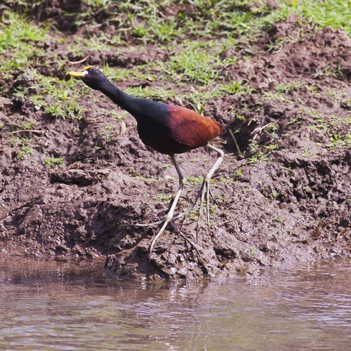 Jacana del centroamericasu guida naturalistica di RikenMon