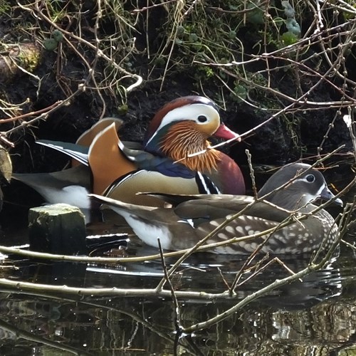 Canard mandarinSur le Nature-Guide de RikenMon