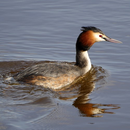 Great crested grebeon RikenMon's Nature-Guide