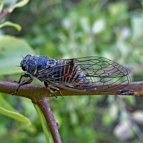 Cicadetta montana [L.]En la Guía-Naturaleza de RikenMon