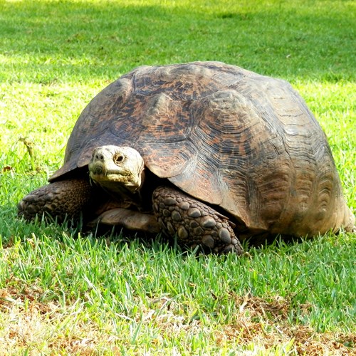 Panterschildpadop RikenMon's Natuurgids