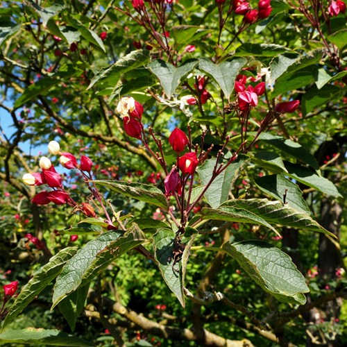 Clerodendrum trichotomum [L.]на Nature-Guide RikenMon в