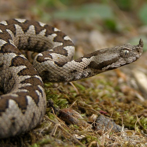 Vipera ammodytes [L.]Em Nature-Guide de RikenMon