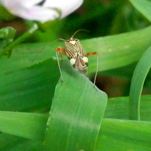 Gestreepte eikenblindwantsop RikenMon's Natuurgids