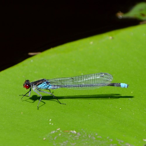 Erythromma najas [L.]Sur le Nature-Guide de RikenMon