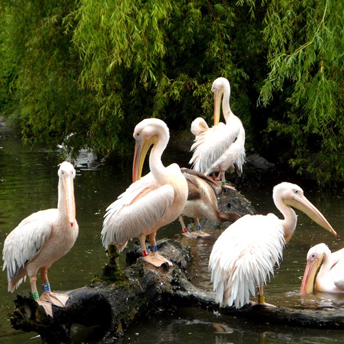 Pellicano bianco americanosu guida naturalistica di RikenMon