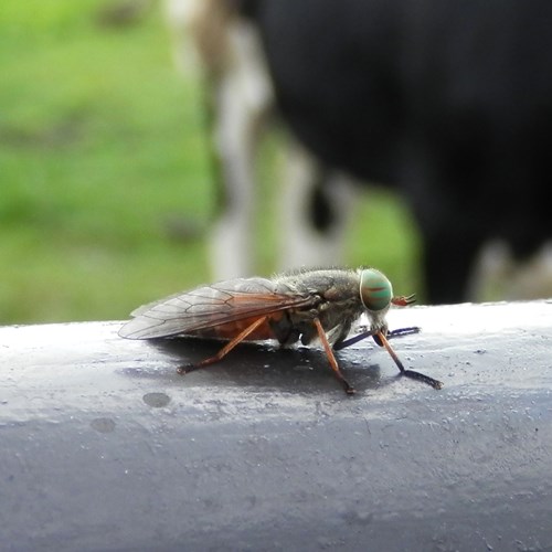 Bosknobbeldaasop RikenMon's Natuurgids