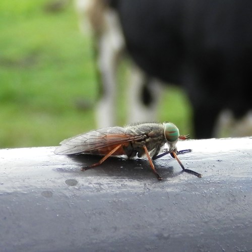 Hybomitra bimaculata [L.]Sur le Nature-Guide de RikenMon