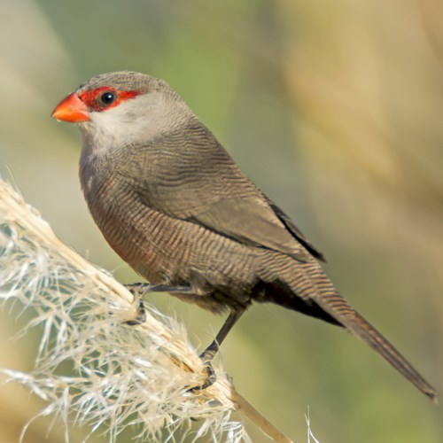 Estrilda comúnEn la Guía-Naturaleza de RikenMon