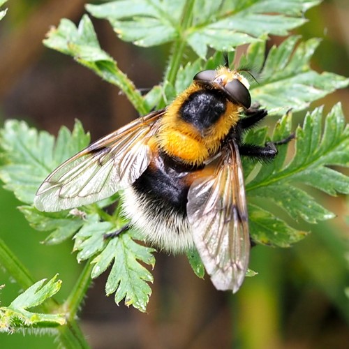 Volucella bombylans [L.]su guida naturalistica di RikenMon