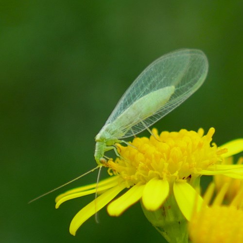 Chrysoperla carnea [L.]在RikenMon的自然指南