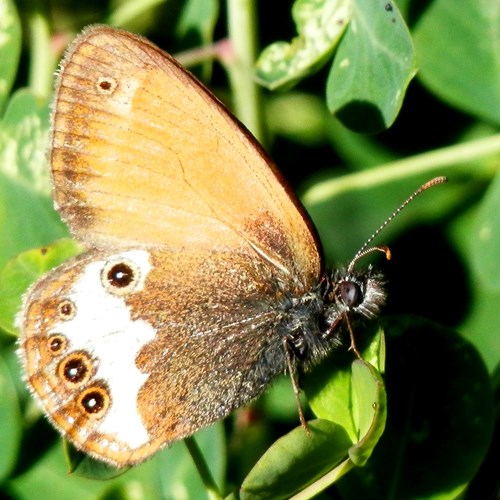 Tweekleurig hooibeestjeop RikenMon's Natuurgids