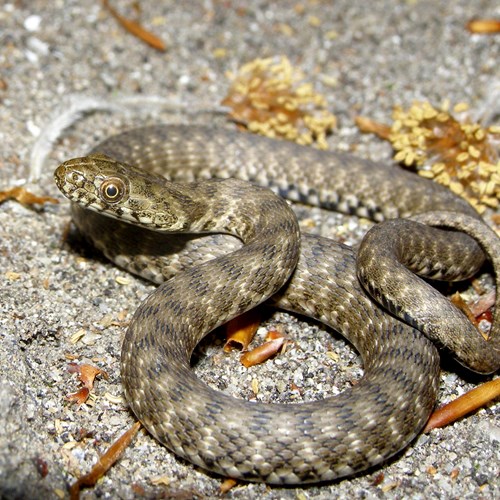 Natrix tessellata [L.]En la Guía-Naturaleza de RikenMon