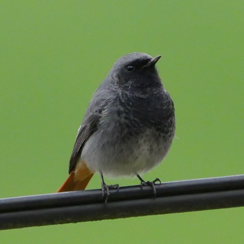 Zwarte roodstaartop RikenMon's Natuurgids