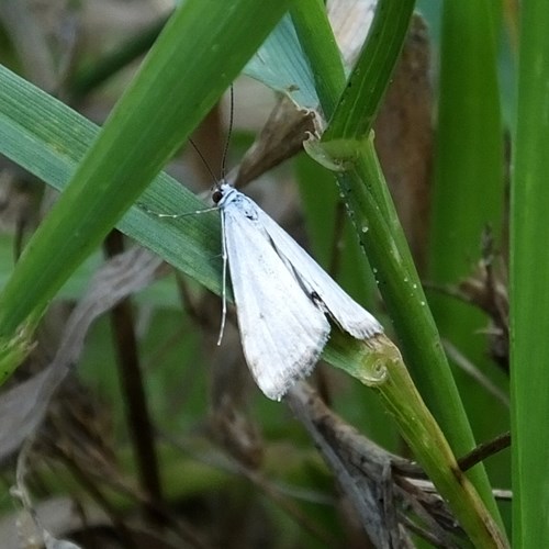 Cataclysta lemnata [L.]Sur le Nature-Guide de RikenMon