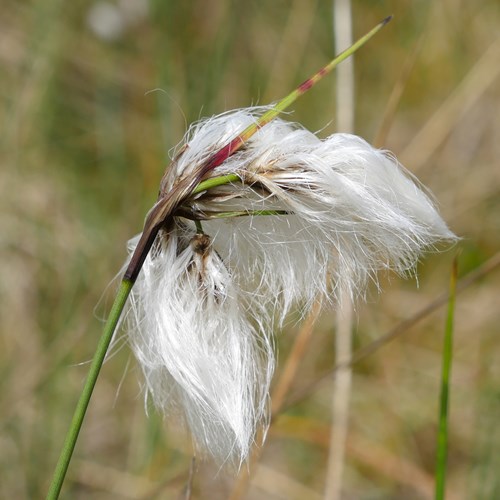 Eriophorum angustifolium [L.]在RikenMon的自然指南