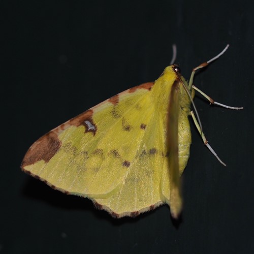 Opisthograptis luteolata [L.]su guida naturalistica di RikenMon