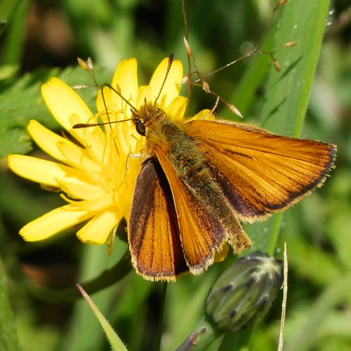 Zwartsprietdikkopjeop RikenMon's Natuurgids