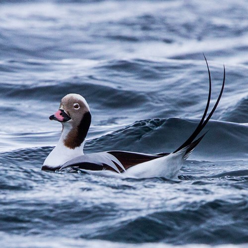 Long-tailed duckon RikenMon's Nature-Guide